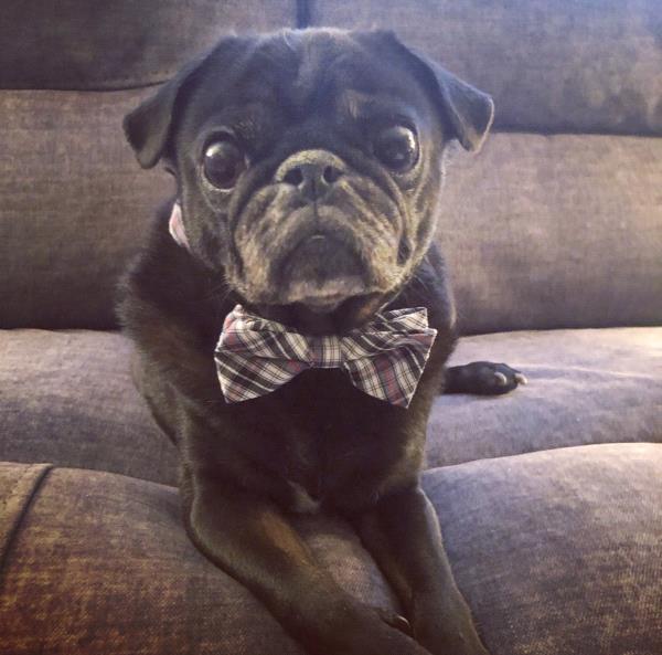 /images/uploads/pug nation rescue of los angeles/pugnation2020/entries/11671thumb.jpg